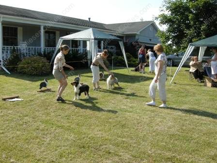 at a puppy match