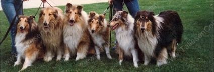 The La Estancia Collie Family back in the 80's