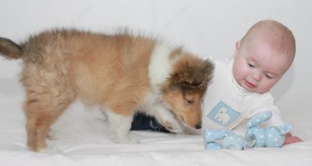 WM_Gallery_01-01-11_Sable_and_White_Female_Puppy_8_weeks_and_Baby2