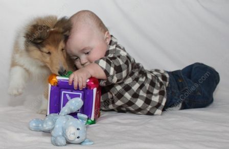 WM_Gallery_01-02-11_Sable_and_White_Female_Puppy_8_weeks_and_Baby