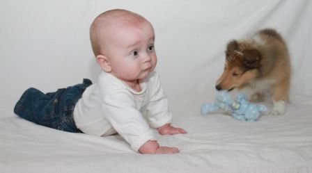 WM_Gallery_01-02-11_Sable_and_White_Female_Puppy_8_weeks_and_Baby4