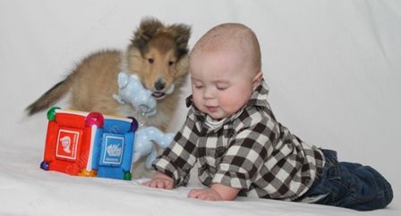 WM_Gallery_01-02-11_Sable_and_White_Female_Puppy_8_weeks_and_Baby6