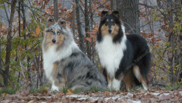 Blue Merle and Tri Color Rough Female Collies