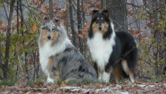 blue merle rough collie puppy