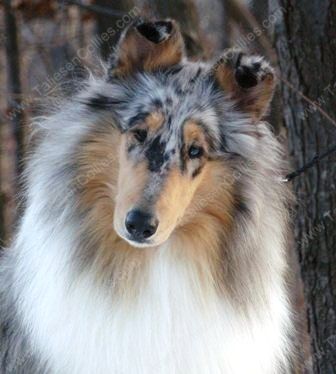 Blue Merle Rough Female