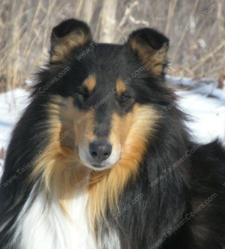 Tri Color Rough Female Collie