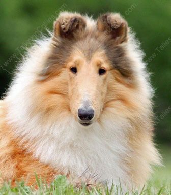 Sable and White Female Collie Puppy - Kyra