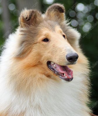 Sable and White Female Collie Puppy - Kyra