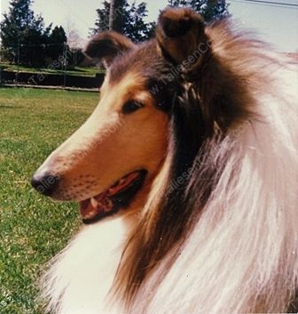 Sable and White Rough Male Collie