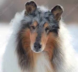 WM_Our Collies_Blue_Merle_Male_Rough_Collie_Gryffin_01-30-11_43