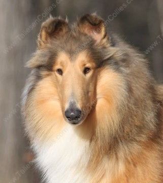 Sable and White Rough Female Collie
