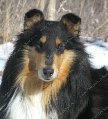 Tri Color Rough Female Collie