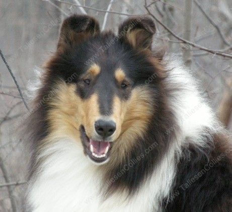 Tri Color Rough Female Collie