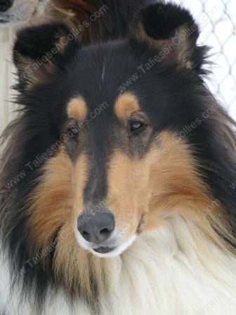 Tri-Color Male Adult Rough Collie