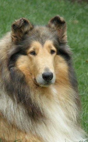 Sable and White Rough Adult Female Collie