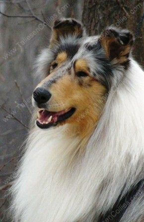 Blue Merle Male Adult Rough Collie