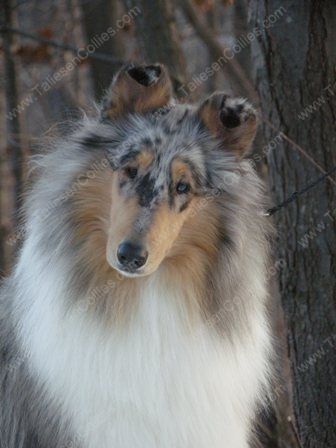 Blue Merle Female Rough Collie