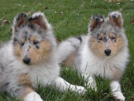 blue merle rough collie puppy