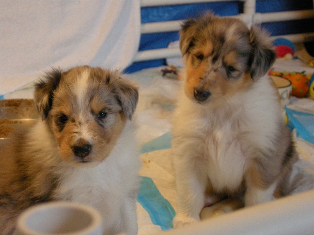 4 weeks (Benjamin & Casper)